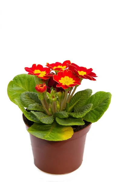 Red with yellow primrose flower — Stock Photo, Image