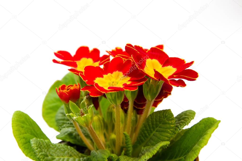 red with yellow primrose flower