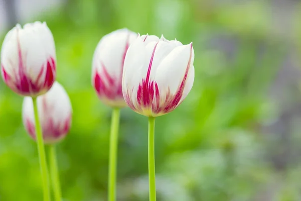 Foto spritzt weiße Tulpe — Stockfoto