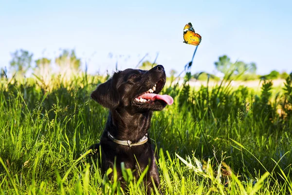 Schwarzer Hund schaut Schmetterling an — Stockfoto
