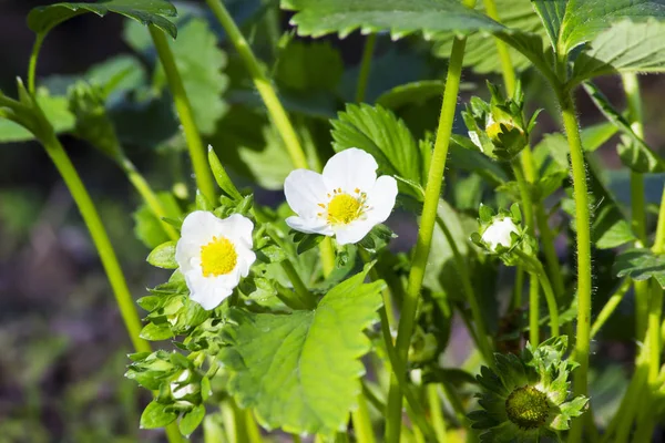 Cespuglio di fragole in primavera — Foto Stock