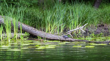 küçük kaplumbağa düşmüş bir ağaç üzerinde oturur