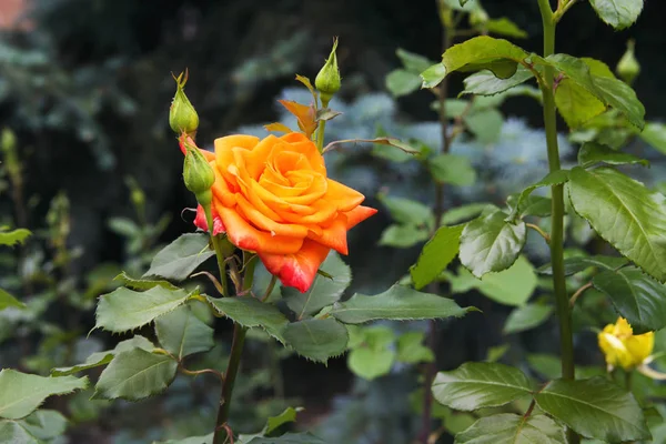 Beautiful red yellow orange rose — Stock Photo, Image