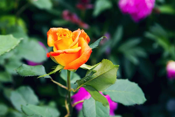 Krásná červená žlutá oranžová růže — Stock fotografie