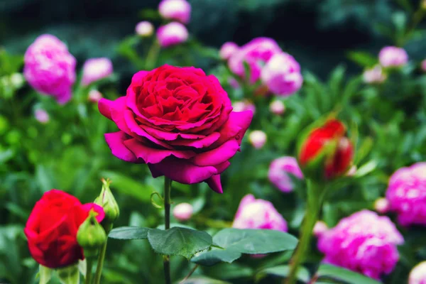 Beautiful red yellow orange rose — Stock Photo, Image