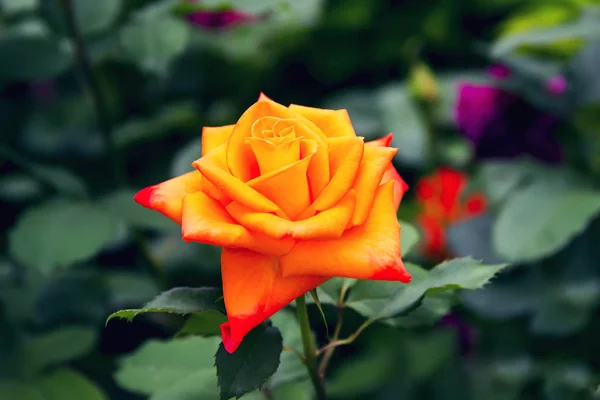 Piękna czerwona róża pomarańczowy żółty — Zdjęcie stockowe
