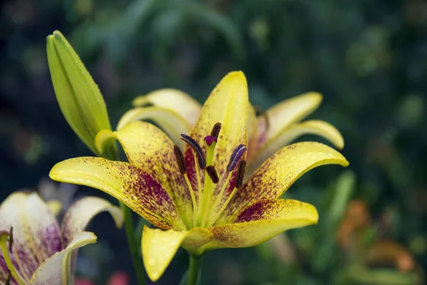 Beautiful pale yellow lily — Stock Photo, Image