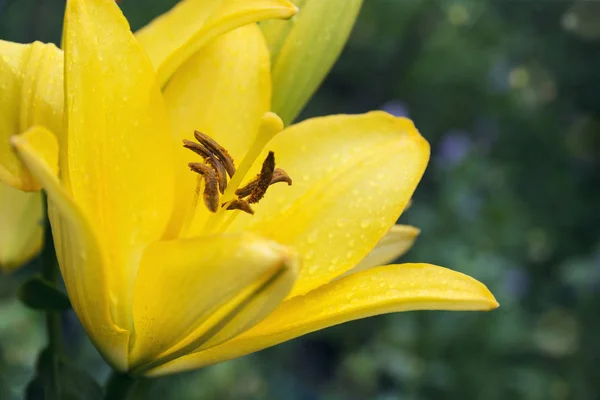 Piękny blady żółty lily — Zdjęcie stockowe