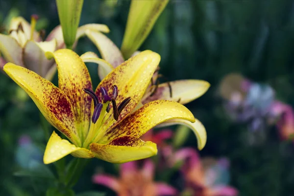 Beautiful pale yellow lily — Stock Photo, Image