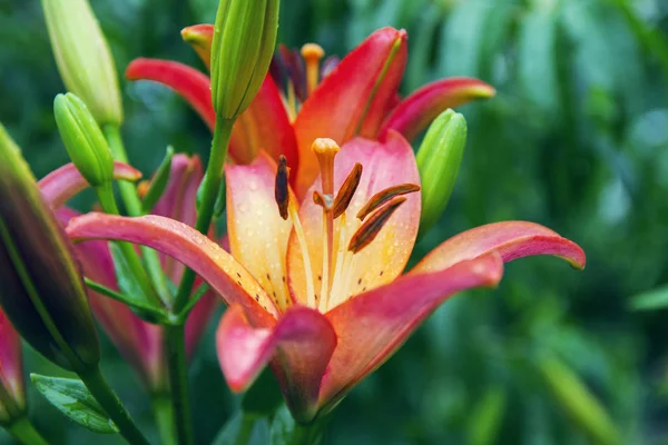 Beautiful pale red yellow lily — Stock Photo, Image