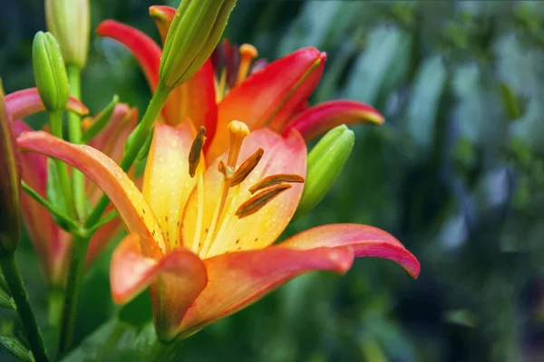 Beautiful pale red yellow lily — Stock Photo, Image