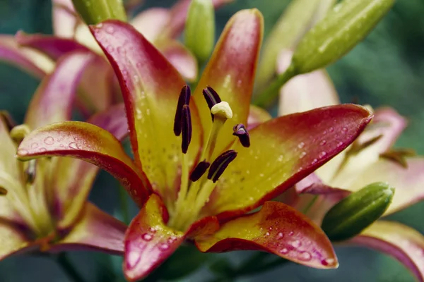 Beautiful pale red yellow lily — Stock Photo, Image