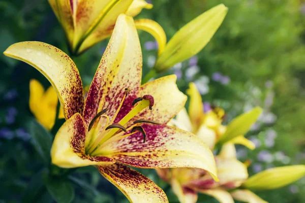 Beautiful pale yellow lily — Stock Photo, Image