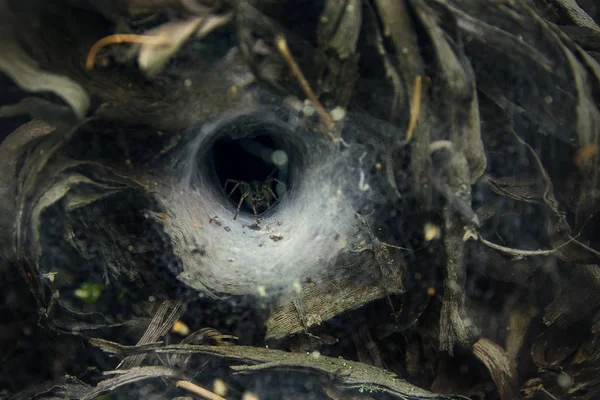 korkunç bir karanlık örümcek