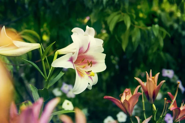 Pale white and red lily — Stock Photo, Image