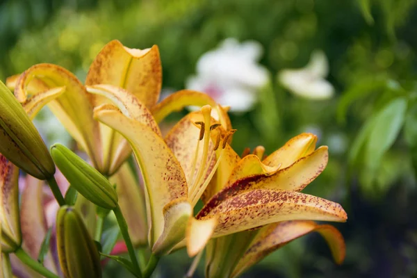 Hermoso lirio amarillo pálido — Foto de Stock