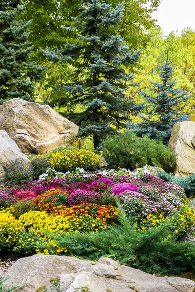 Lanscape projekt. piękny ogród świerk kłujący, jasny żółty — Zdjęcie stockowe
