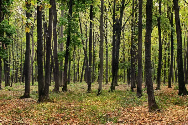 yellow-green autumn oak forest