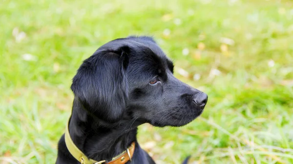 Gyönyörű spániel kutya a nyári fű — Stock Fotó