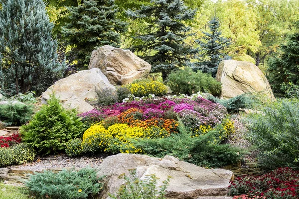 Diseño lanscape. hermoso jardín de abeto azul, amarillo brillante Imágenes De Stock Sin Royalties Gratis