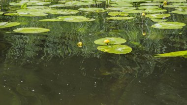 güzel nilüfer yüzen 