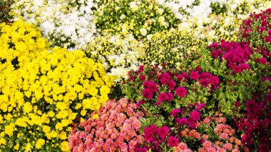 güzel sonbahar renkli çiçekler krizantem