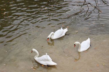 güzel beyaz kuğu yüzmek