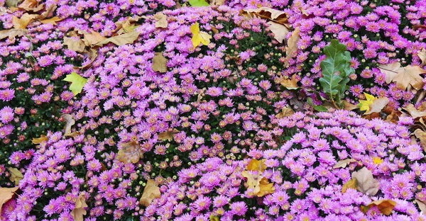 Belles fleurs colorées d'automne chrysanthèmes — Photo