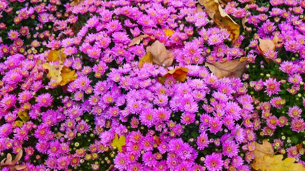 Красива осінь барвисті квіти хризантеми — стокове фото