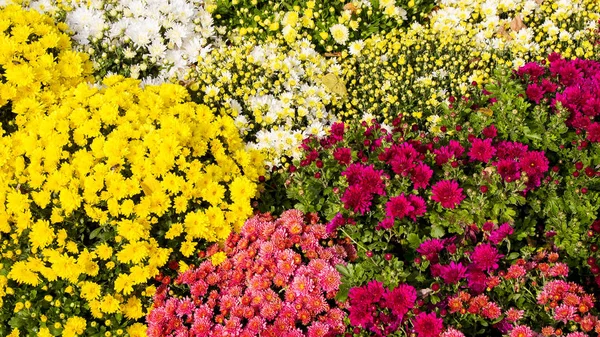 Güzel sonbahar renkli çiçekler krizantem — Stok fotoğraf