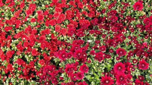 Schöne Herbst bunte Blumen Chrysanthemen — Stockfoto