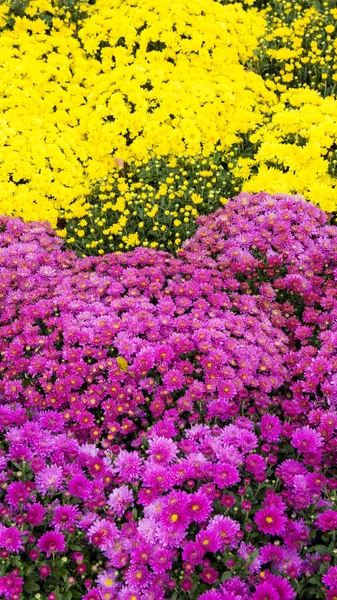 Beautiful autumn colorful flowers chrysanthemums — Stock Photo, Image