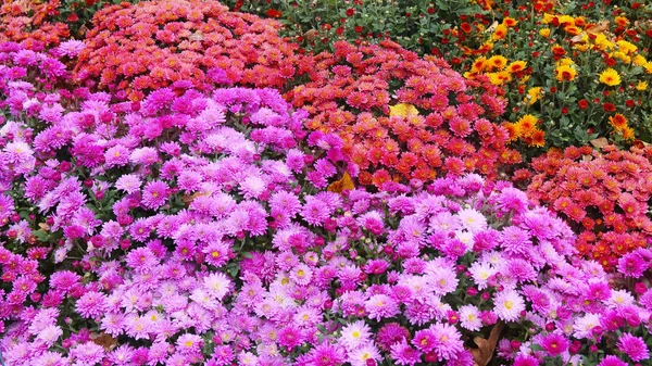 Beautiful autumn colorful flowers chrysanthemums — Stock Photo, Image