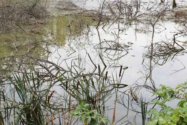 Brudne Błotniste Stawu Lub Jeziora Porastają Trzciny Stare Rośliny — Zdjęcie stockowe