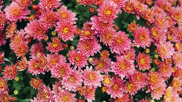 Bei crisantemi di fiori colorati autunnali — Foto Stock