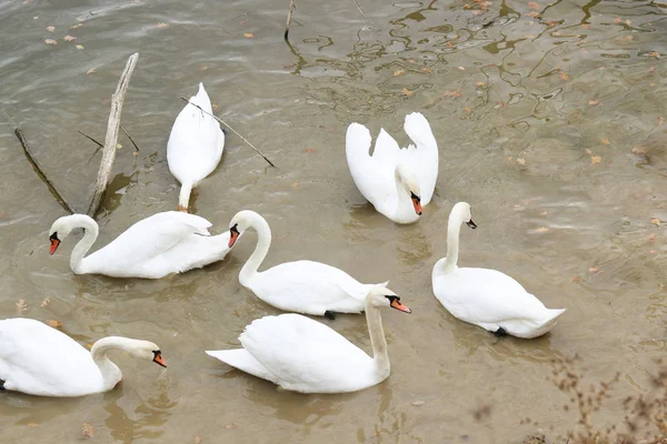 Belos cisnes brancos nadar na água — Fotografia de Stock