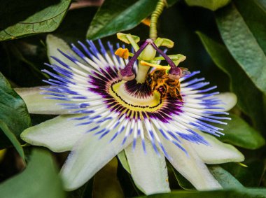 Tutku çiçeğindeki bir arı