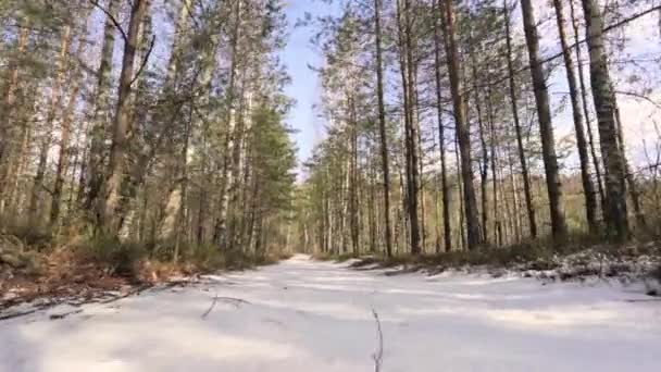 Постріл засніжених лісових дерев взимку — стокове відео