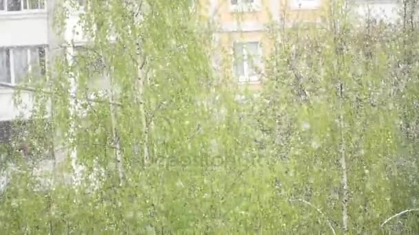 Mycket sällsynt naturfenomen, snöfall på sommaren. slowmotion av fallande snö i staden — Stockvideo