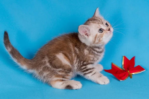 Bonito bebê britânico gatinho com stubby cauda saltando e jogar no azul fundo . — Fotografia de Stock