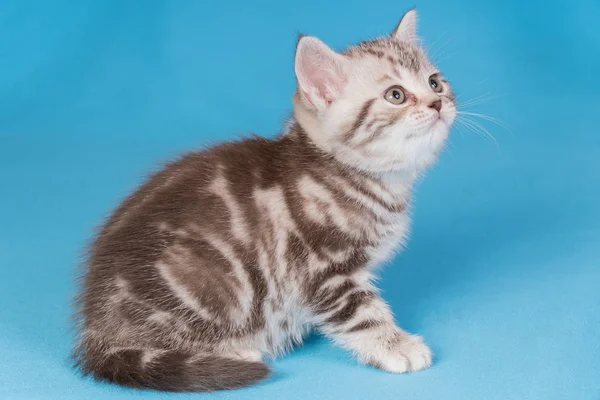 Cute baby brytyjski kotek z stubby ogon skoki i grając na niebieskim tle. — Zdjęcie stockowe