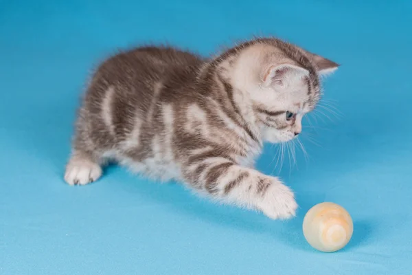 Şirin Bebek İngiliz yavru kedi atlama ve mavi arka plan üzerinde oynarken kısa kuyruklu. — Stok fotoğraf