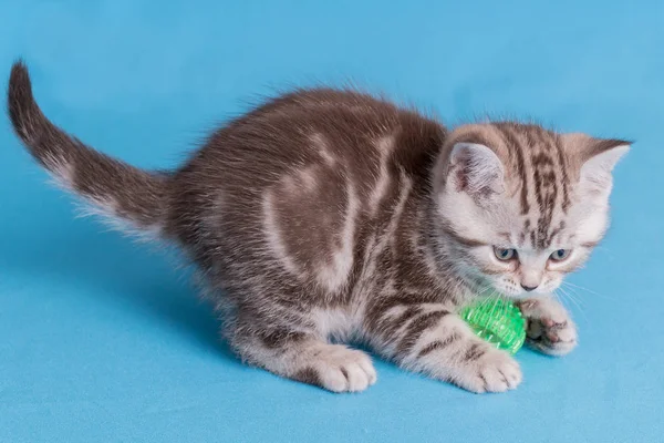 Bonito bebê britânico gatinho com stubby cauda saltando e jogar no azul fundo . — Fotografia de Stock