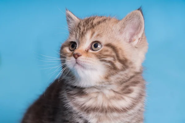 Bonito bebê britânico gatinho com stubby cauda saltando e jogar no azul fundo . — Fotografia de Stock