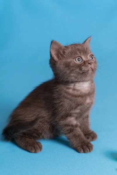 Carino bambino gattino britannico con coda tozza saltare e giocare su sfondo blu . — Foto Stock