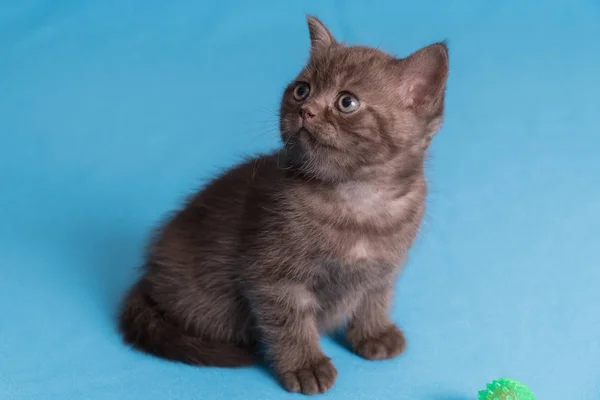 Carino bambino gattino britannico con coda tozza saltare e giocare su sfondo blu . — Foto Stock