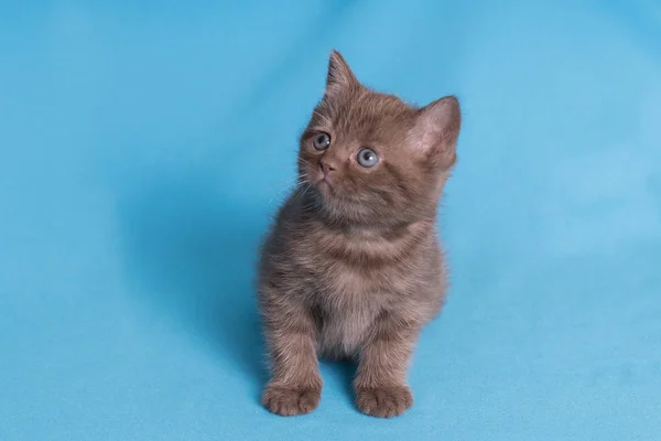 Bonito bebê britânico gatinho com stubby cauda saltando e jogar no azul fundo . — Fotografia de Stock