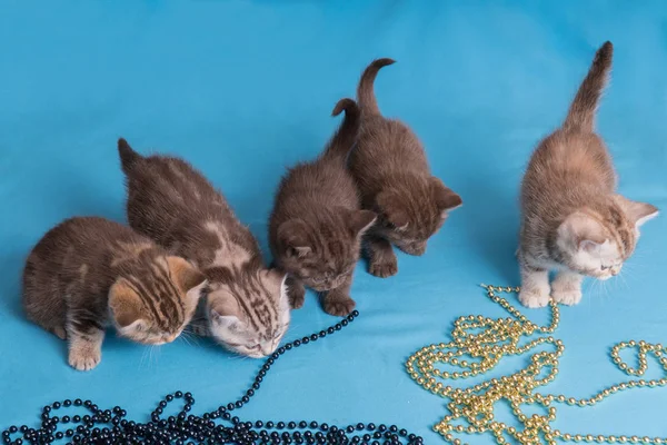 Cinque gattini britannici su sfondo viola blu . — Foto Stock