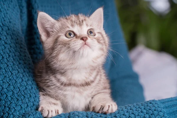 Cute baby brytyjski kotek z stubby ogon w rękach — Zdjęcie stockowe