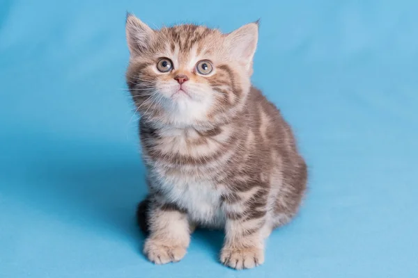 Bébé chaton britannique mignon avec queue têtue sautant et jouant sur fond bleu . Image En Vente